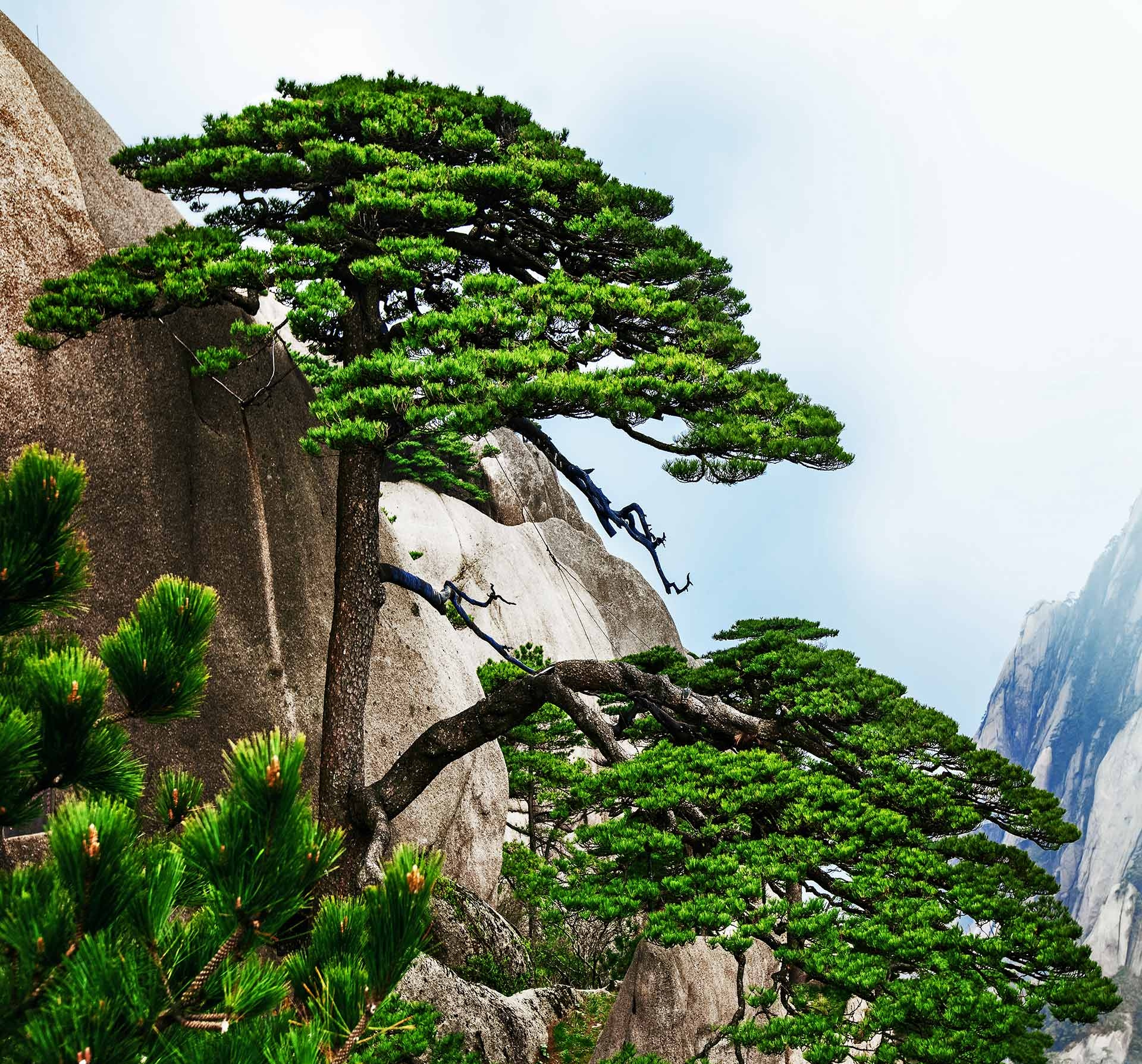 崖柏