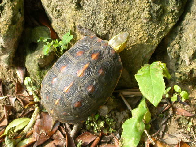 cuora flavomarginata