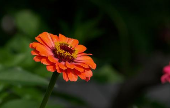 双子叶第一大科 菊科 百科ta说