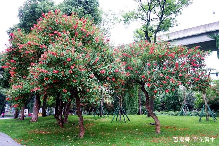 刺桐花鉴赏辨识｜苏轼：记取城南上巳日，木棉花落刺桐开_百科TA说