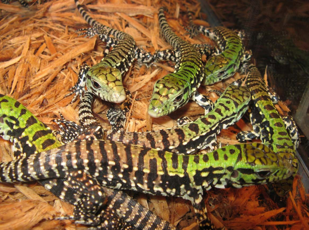  p>阿根廷黑白泰加(学名: i>salvator merianae /i>)是美洲蜥蜴科