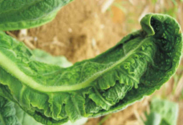 烟草曲叶病毒病