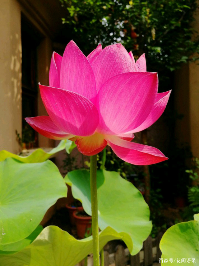 中国10大名花，不光花朵漂亮，背后的雅称更是惊艳，一听就心动_百科TA说