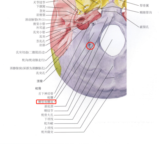 髁管_百度百科