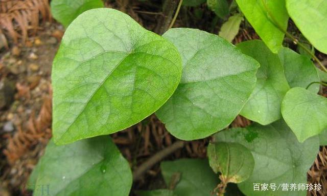 一种植物 被农民称为 金不换 用来煲汤是一绝 遇到不要错过 百科ta说