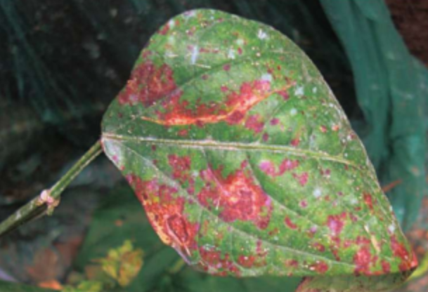  p>豇豆褐斑病是由 a target="_blank" href="/item/豆煤污球腔菌