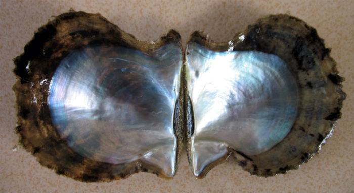 ="gn3sga76nx"> a target="_blank" href="/item/合浦珠母贝/7721069"