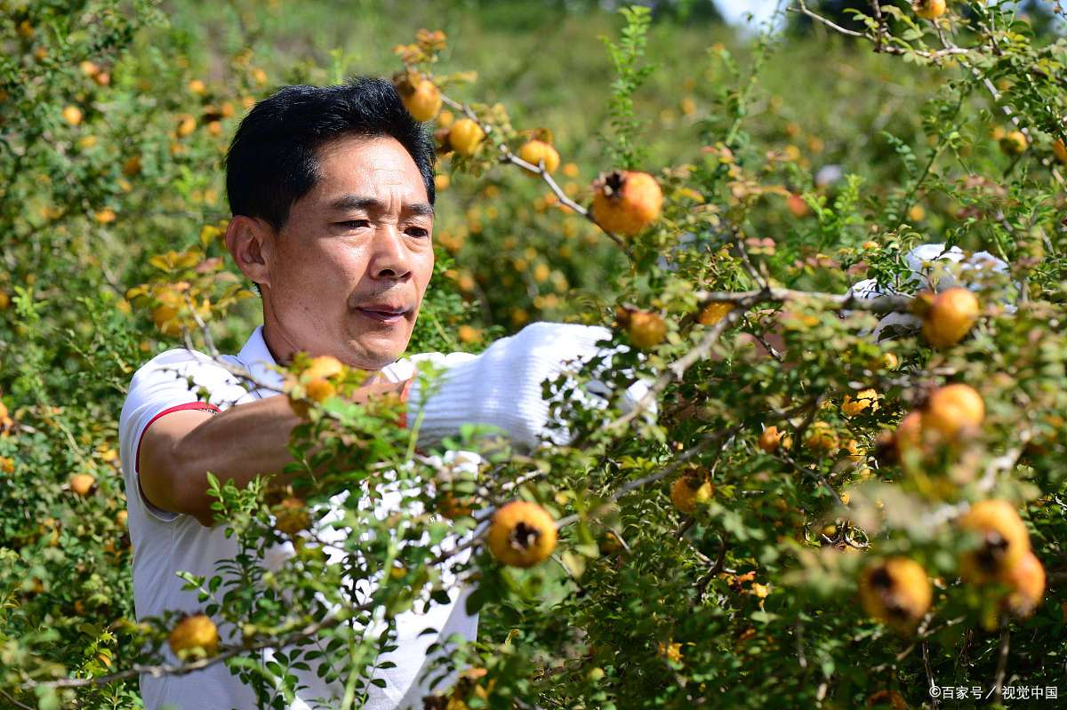 这个季节，应该尝尝刺梨这种野果子_百科TA说