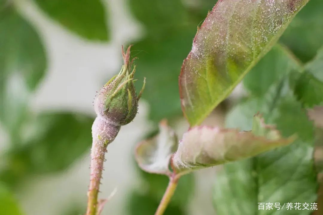 原色花卉病害虫百科 6 8种盆栽花卉容易感染的病虫害，用药的方法技巧指南，新手轻松学_