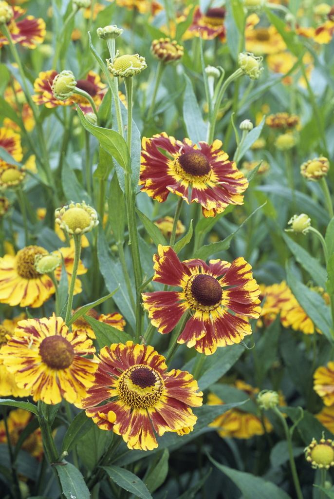 是 a target="_blank" href="/item/菊科/2659935" data-lemmaid="