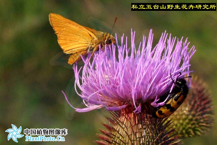 丝毛飞廉