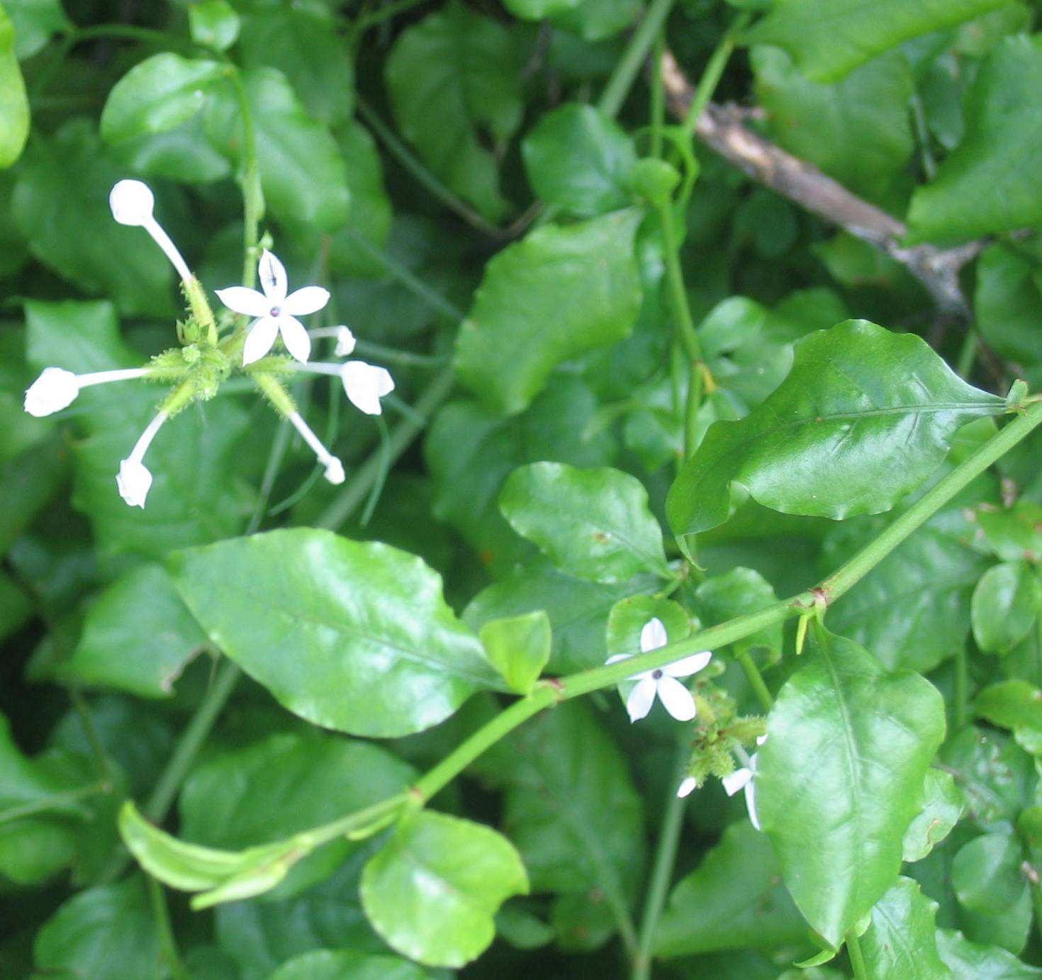  p>白花丹族隶属于蓝雪目, a target="_blank" href="/item/白花丹科