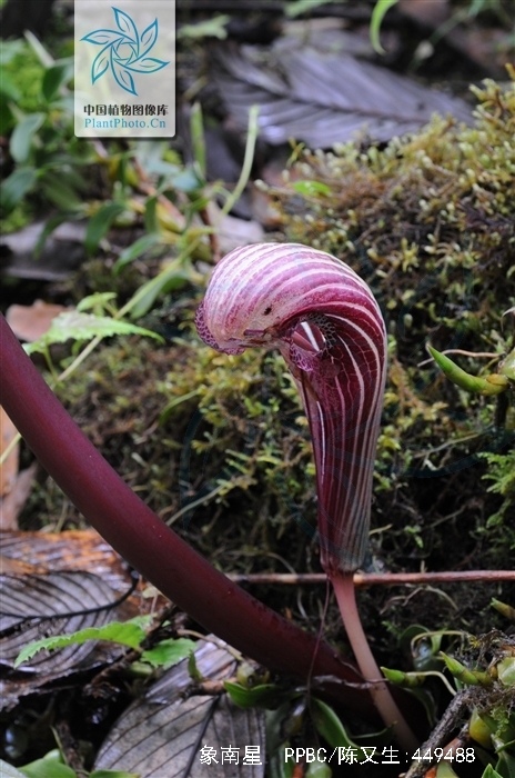  p>象南星( i>arisaema elephas /i> buchet)是 a href="#" data