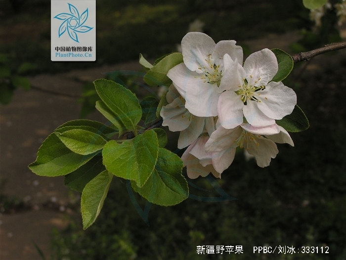 是蔷薇科,苹果属 a href="#" data-lemmaid="33239">乔木 /a>,高达