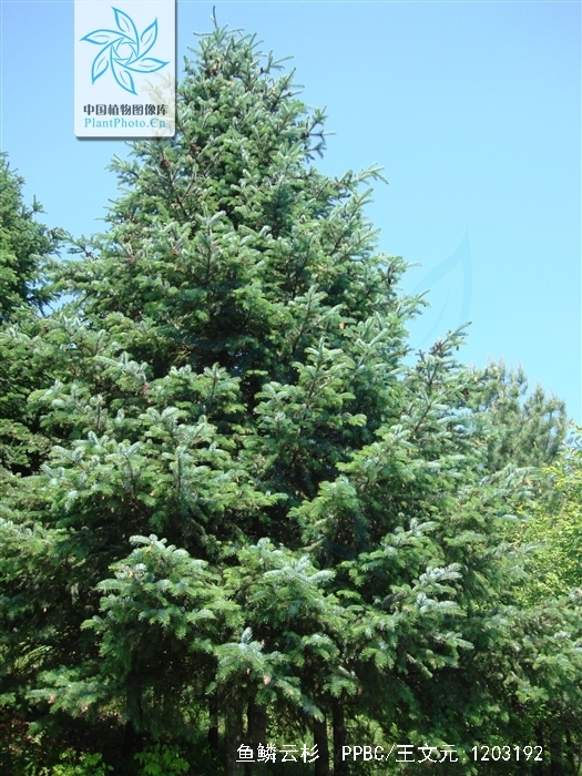 鱼鳞云杉