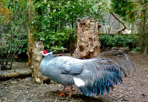  p>蓝马鸡(学名: i>crossoptilon auritum /i>)是珍稀名贵的禽类,羽毛