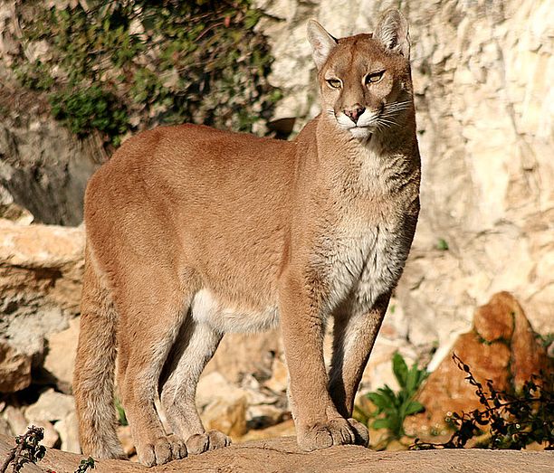  p>北美美洲狮(学名:puma concolor cougar)是美洲狮的亚种之一,体长