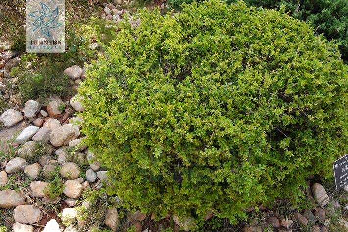 data-lemmaid="8627545">鼠李科 /a>多刺灌木,高1-2米;小枝开展