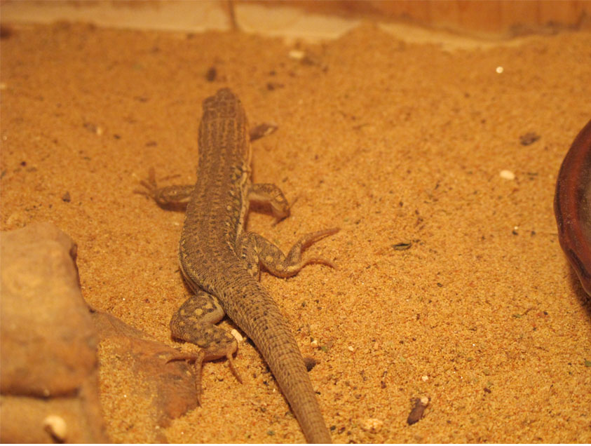  p>丽斑麻蜥(学名: i>eremias argus /i>),是蜥蜴科,麻蜥属动物.