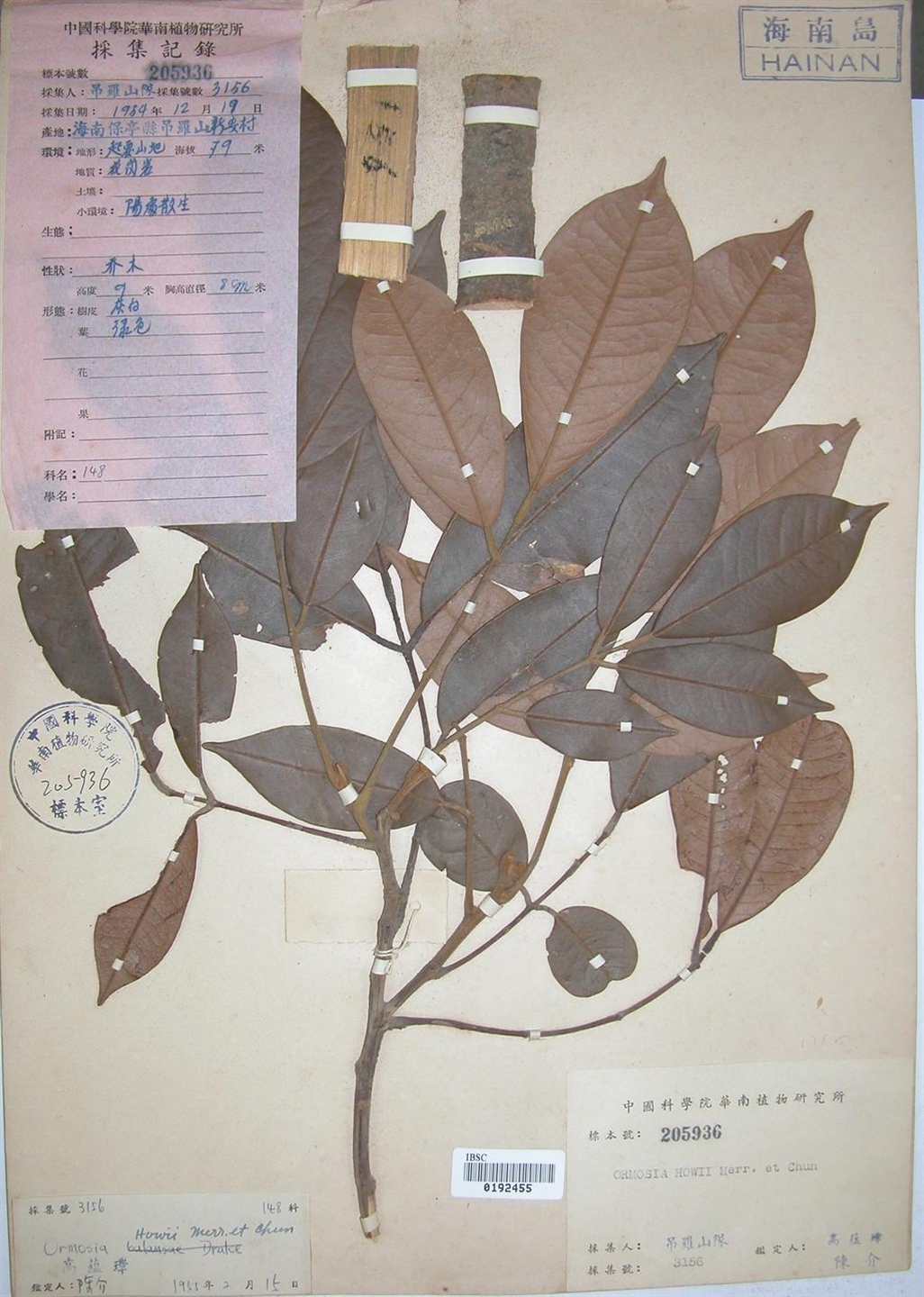  p>缘毛红豆(学名: i>ormosia howii /i> merr.