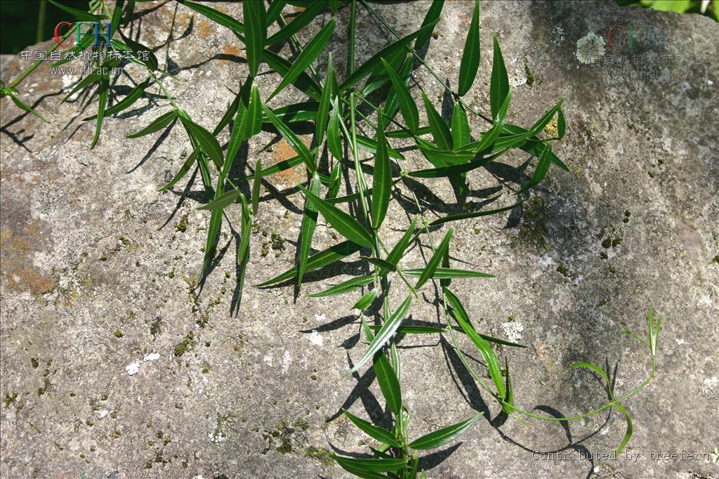  p>黑龙骨(学名:periploca forrestii schltr.