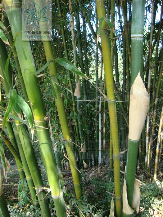  p> a href="#" data-lemmaid="2549562">青竿竹 /a>(b.