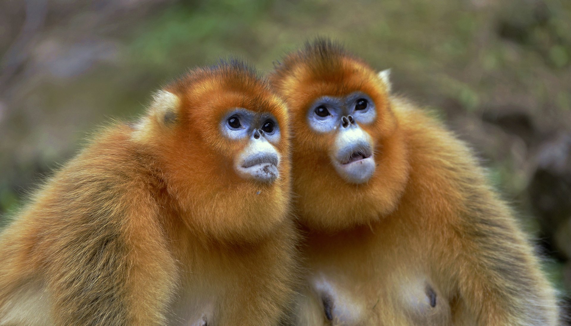 贵州森林野生动物园