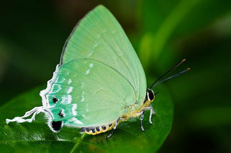  p>绿底小灰蝶即绿灰蝶, a target="_blank" href="/item/灰蝶科