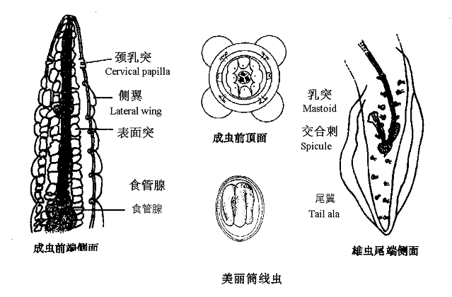  p>麦地那龙线虫 dracunculus medinensis,是唯一的主要由饮用水传播
