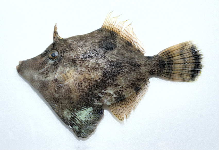  p>中华单角鲀( i>monacanthus chinensis  /i>(osbeck, 1765) 是单棘