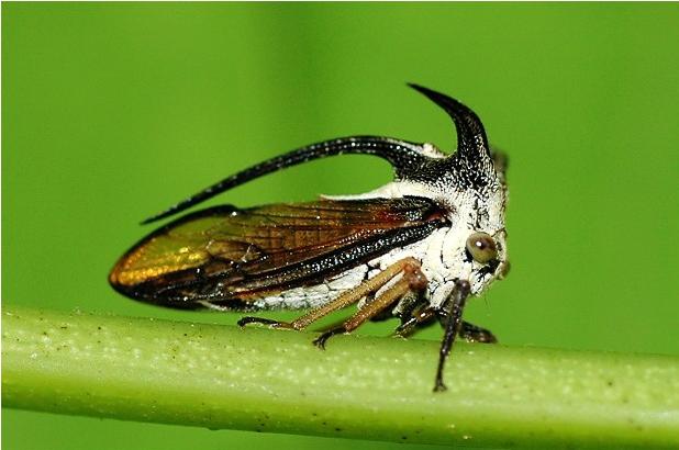 半透翅三刺角蝉