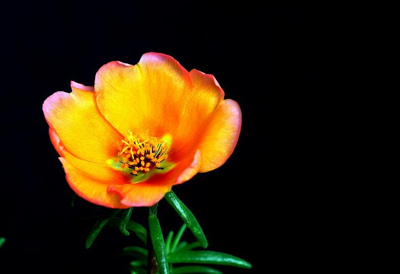  p>午时花属是梧桐科下的一个属. /p>