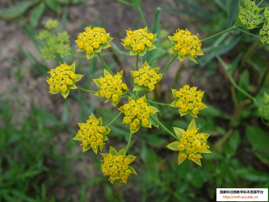  p>基生是指多枚叶以互生或对生叶序密集着生于茎基部或近地表的短茎