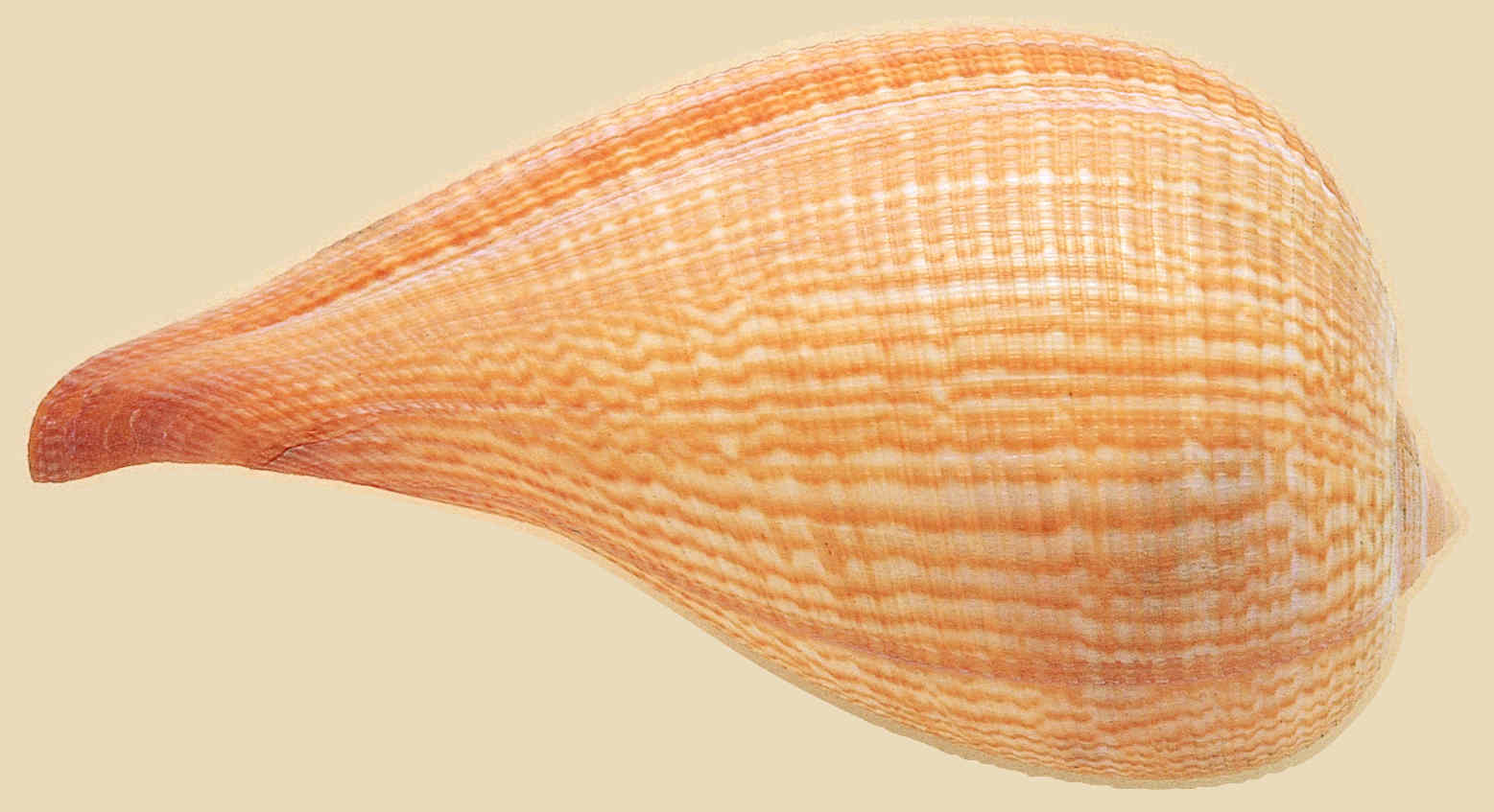  p>琵琶螺有很薄的壳,呈圆锥状的喙状突起.