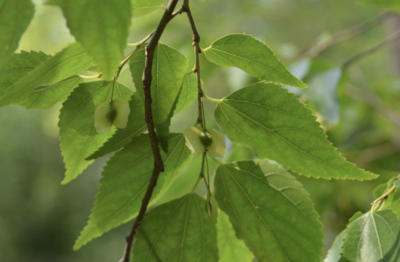  p>青檀属(学名:pteroceltis maxim.