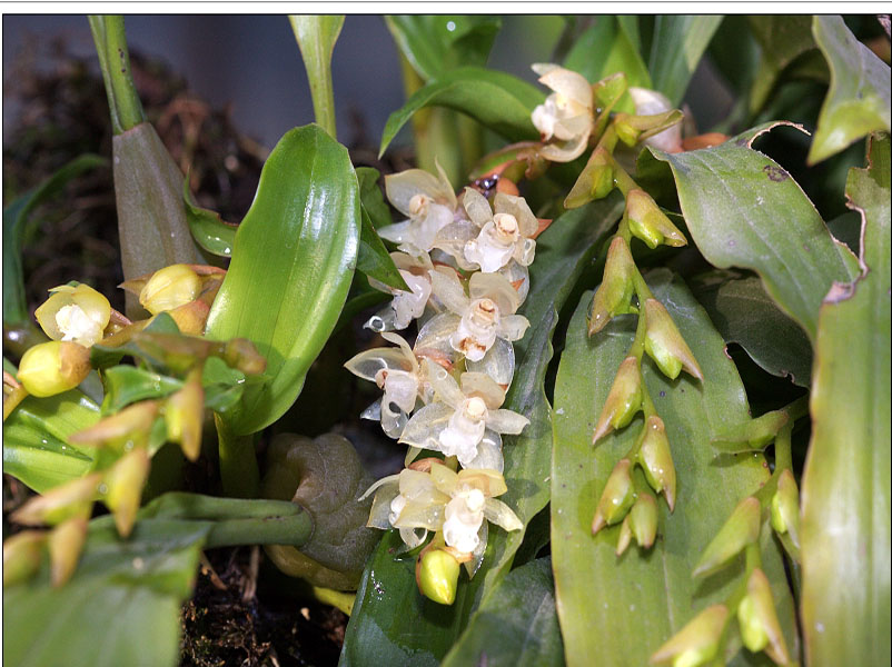  p>贵州石仙桃(学名: i>pholidota roseans  /i>schltr.