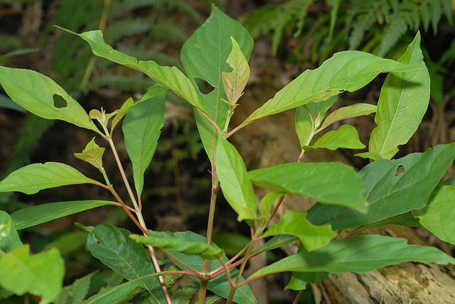 科/6772270" data-lemmaid="6772270">茜草科 /a>,水锦树属下的一个种