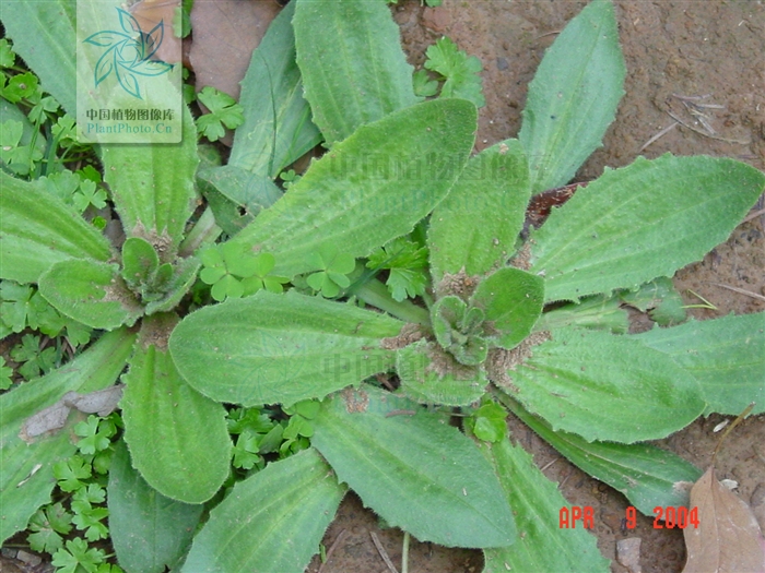  p>北美车前(学名: i>plantago virginica /i>  l.