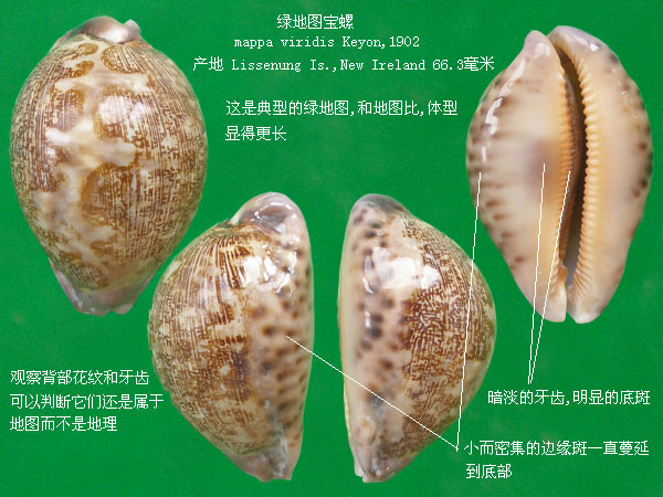  p>地理宝螺(学名:leporicypraea geographica geographica)是腹足纲