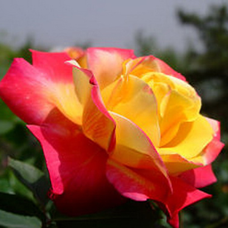  p>金牌是蔷薇科蔷薇属月季栽培品种.