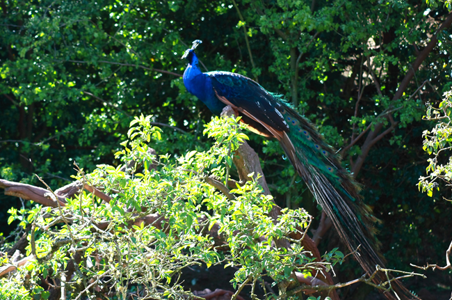  p>蓝孔雀(学名: i>pavo cristatus /i>):体长90-230厘米,翼展130-160