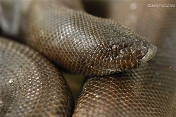 小型到中等大小的无毒蛇类,卵胎生,本属已知11种,分布于亚洲沙漠地区