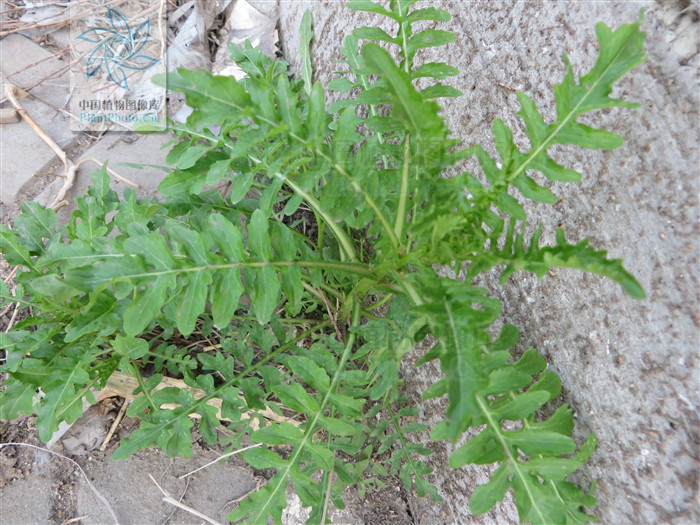 叶羽状全裂或羽状分裂,边缘具不整齐锯齿总状花序顶生或腋生,花瓣黄色