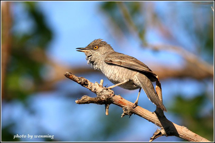  p>雀形目(学名:passeriformes)是鸟类中最为庞杂的一目,为中,小型 a