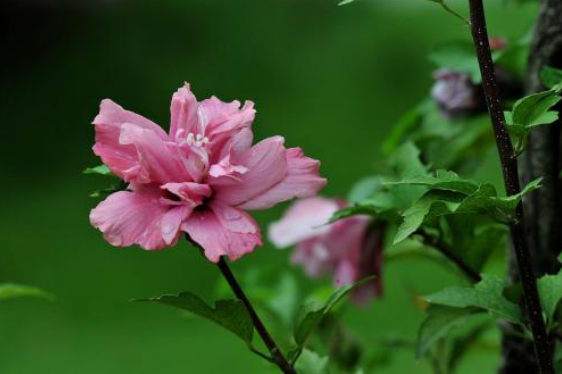 你了解木槿花和它的历史吗 百科ta说