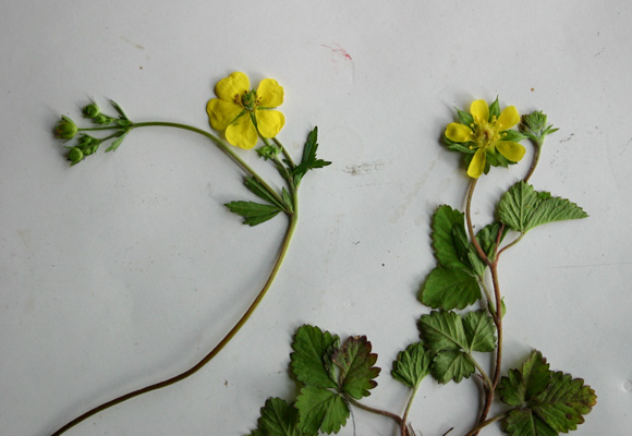  p>蛇衔又称蛇衔草,是多年生草本的一种中草药. /p>