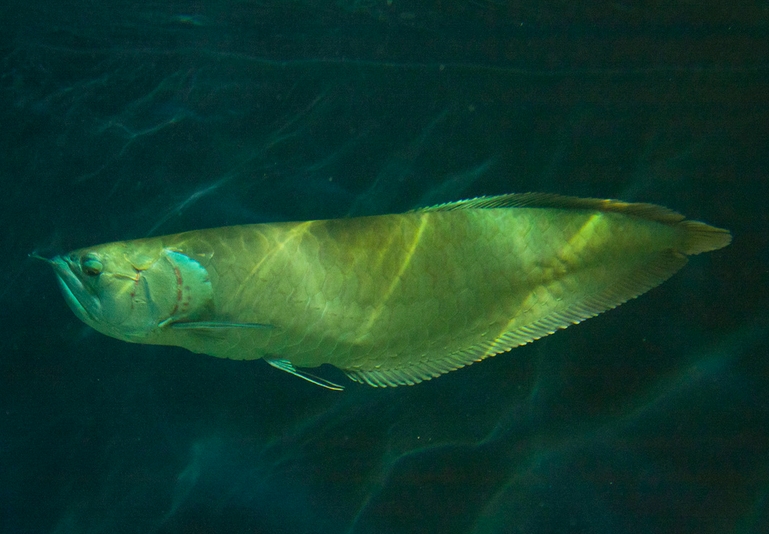  p>双须骨舌鱼(学名: i>osteoglossum bicirrhosum /i>):又名 a