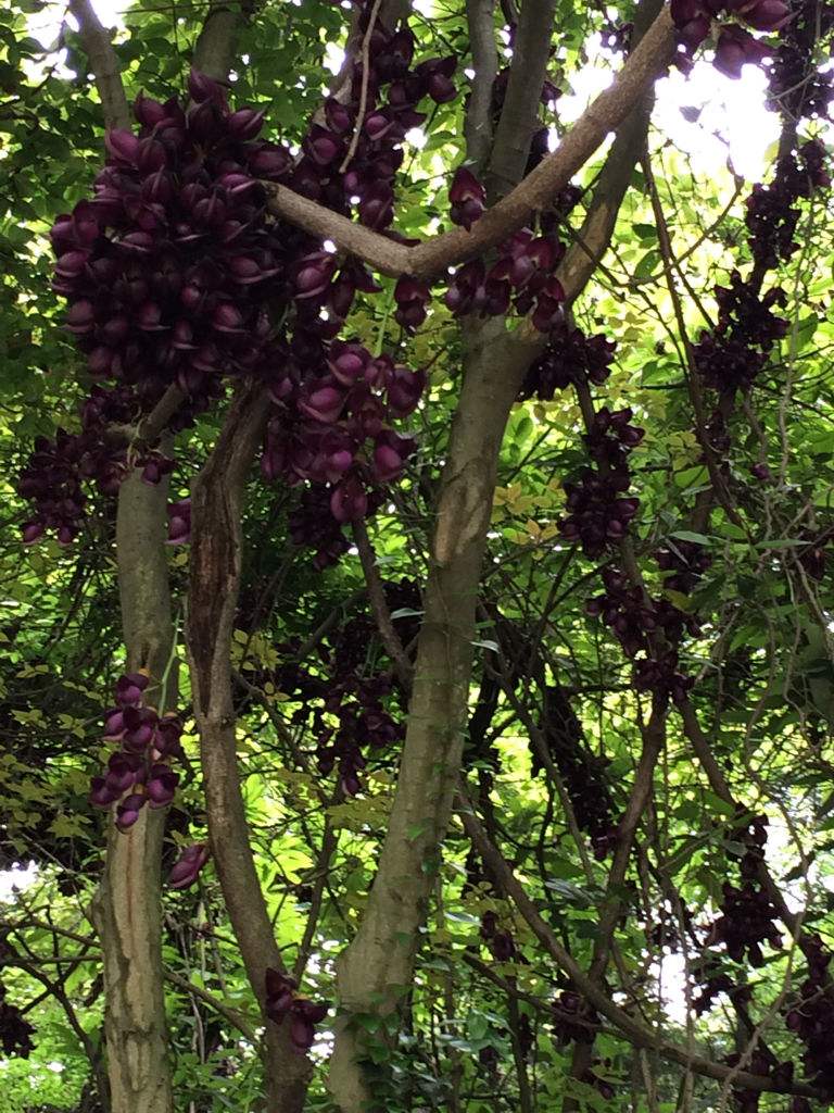  p>山麻树属(学名:commersonia)是 a target="_blank" href="/item