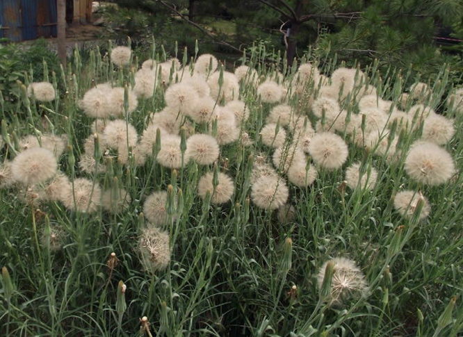  p>老虎嘴,桃叶鸦葱:多年生草本.