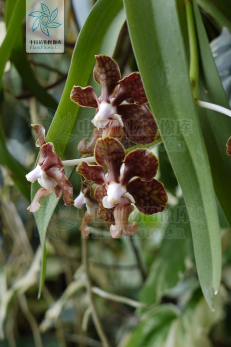  p>白柱万代兰(拉丁学名: i>vanda brunnea /i> rchb. f.